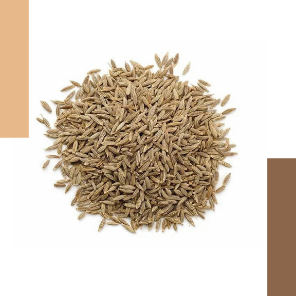 cumin seed